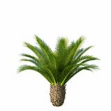 Phoenix_Canariensis_Decorative_Garden_Small