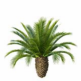 Phoenix_Canariensis_Decorative_Garden_Small02