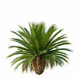 Phoenix_Canariensis_Decorative_Garden_Small03
