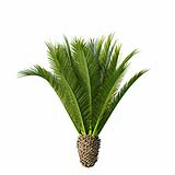 Phoenix_Canariensis_Decorative_Garden_Small04