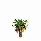 Neottopteris_Nidus_Bush