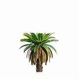 Neottopteris_Nidus_Bush02