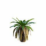 Neottopteris_Nidus_Bush04