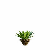 Neottopteris_Nidus_Bush_Decorative