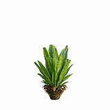 Neottopteris_Nidus_Bush_Decorative02
