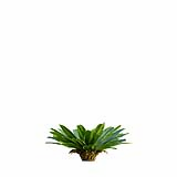 Neottopteris_Nidus_Bush_Decorative04