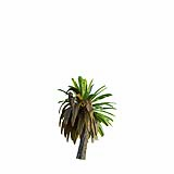 Neottopteris_Nidus_Small