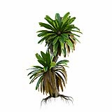 Neottopteris_Nidus_Small02