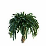 Macrozamia_Moorei_Palm