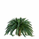 Macrozamia_Moorei_Palm02