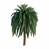 Macrozamia_Moorei_Palm03