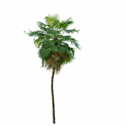 Acoelorrhaphe_Wrightii_Medium