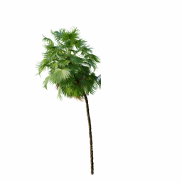 Acoelorrhaphe_Wrightii_Medium02