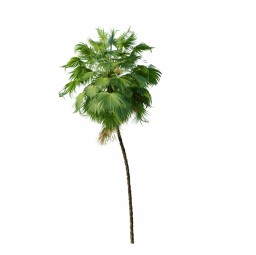 Acoelorrhaphe_Wrightii_Medium03