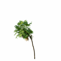 Acoelorrhaphe_Wrightii_Medium04