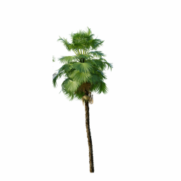 Acoelorrhaphe_Wrightii_Medium05