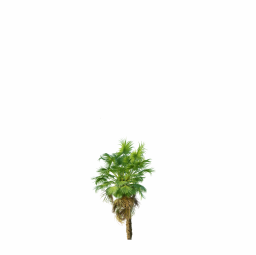 Acoelorrhaphe_Wrightii_Small01
