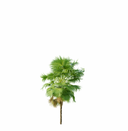 Acoelorrhaphe_Wrightii_Small02