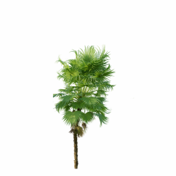 Acoelorrhaphe_Wrightii_Small03