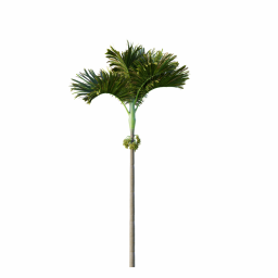 Areca-Catechu_Decorative_Garden_Fruit