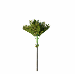 Areca-Catechu_Decorative_Garden_Fruit02