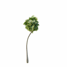 Borassus_Flabellifer_Medium