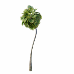 Borassus_Flabellifer_Medium01