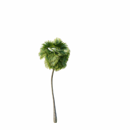Borassus_Flabellifer_Medium02