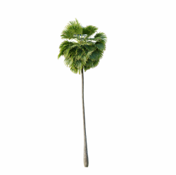 Borassus_Flabellifer_Medium03