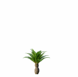 Canary Island Date Palm Phoenix Canariensis 13,6m