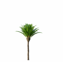 Canary Island Date Palm Phoenix Canariensis3 8,7m