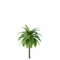 Canary Island Date Palm Phoenix Canariensis4 8,1m