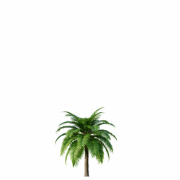 Canary Island Date Palm Phoenix Canariensis5 5,5m