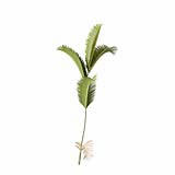 Chrysalidocarpus_Lutescens_SmallA1