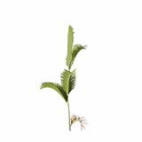 Chrysalidocarpus_Lutescens_SmallA2
