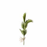 Chrysalidocarpus_Lutescens_SmallA3