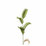 Chrysalidocarpus_Lutescens_SmallA4