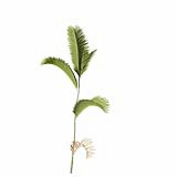 Chrysalidocarpus_Lutescens_SmallA5