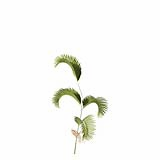 Chrysalidocarpus_Lutescens_SmallB1
