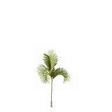 Chrysalidocarpus_Lutescens_SmallB2