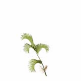 Chrysalidocarpus_Lutescens_SmallB3