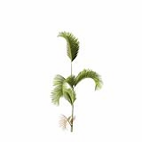 Chrysalidocarpus_Lutescens_SmallB4
