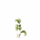 Chrysalidocarpus_Lutescens_SmallB5