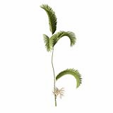 Chrysalidocarpus_Lutescens_SmallC1