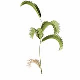 Chrysalidocarpus_Lutescens_SmallC2