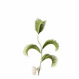 Chrysalidocarpus_Lutescens_SmallC3