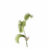 Chrysalidocarpus_Lutescens_SmallC4