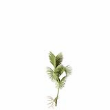 Chrysalidocarpus_Lutescens_SmallD1