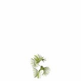 Chrysalidocarpus_Lutescens_SmallD2