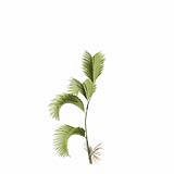 Chrysalidocarpus_Lutescens_SmallD3